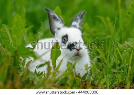 Similar – belier breed Bunny freely in the field