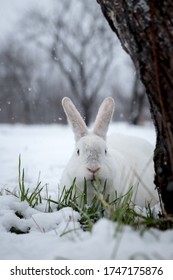 White Rabbit In The Snow