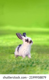 A White Rabbit Standing In Grass And Staring Into Distance