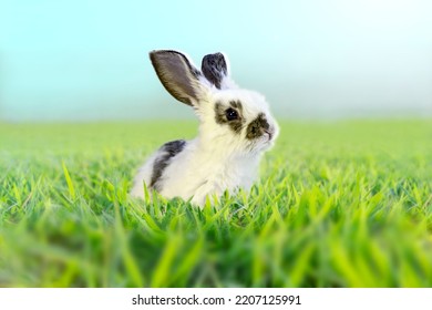 A White Rabbit Standing In Grassland Staring Into Distance