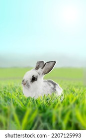 A White Rabbit Standing In Grassland Staring Into Distance