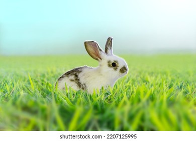 A White Rabbit Standing In Grassland Staring Into Distance