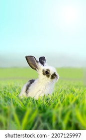 A White Rabbit Standing In Grassland Staring Into Distance