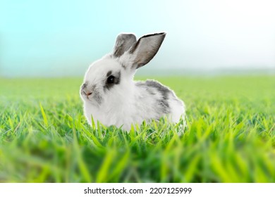 A White Rabbit Standing In Grassland Staring Into Distance