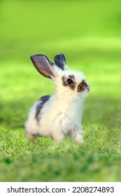 A White Rabbit Standing In Grassland Staring Into Distance