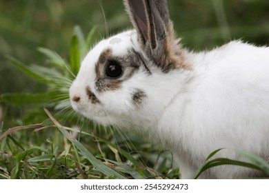 white rabbit with upright ears, sitting on grass, cute bunny in the meadow, wildlife in nature, furry animal in the pasture. - Powered by Shutterstock