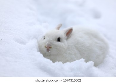 White Rabbit In Winter On The Snow