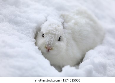 White Rabbit In Winter On The Snow