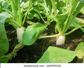 White radish grow in organic farm. Agricultural radish field