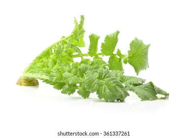 White Radish Leaves On White Background