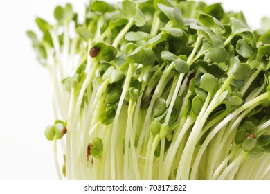 White Radish Sprouts