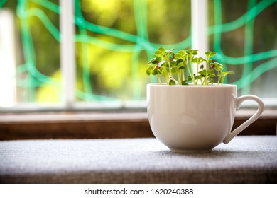 White radish sprouts close up shot - Shutterstock ID 1620240388