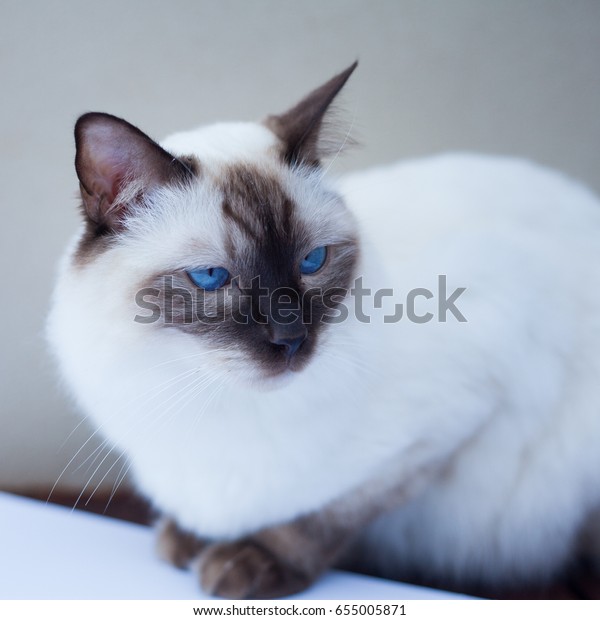 white rag doll cat