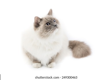 White Ragdoll Cat Isolated On A White Background