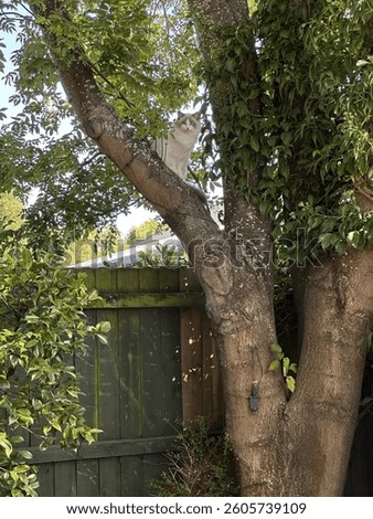 White Ragdoll cat in tree 