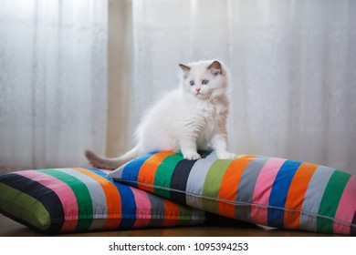 Ragdoll Cat Stock Photos Images Photography Shutterstock