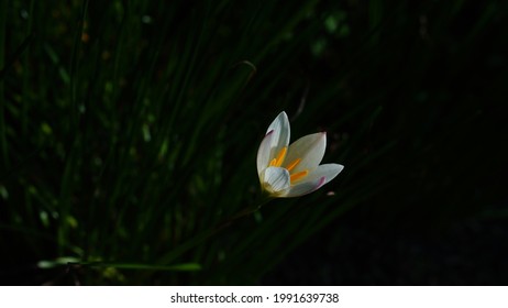 Zephyranthes Candida High Res Stock Images Shutterstock