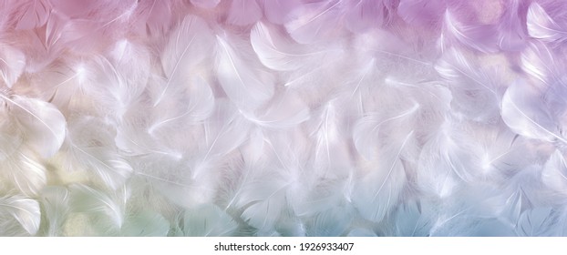 White And Rainbow Coloured Feather Background Banner - Fluffy White Feathers Laid Flat With A Rainbow Coloured Vignette Border Frame Ideal For Spiritual Messages 
