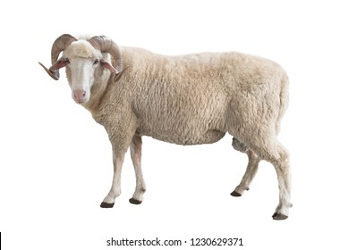 white ram isolated on white background - Shutterstock ID 1230629371
