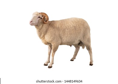 White Ram Isolated On White Background