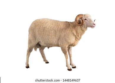 White Ram Isolated On White Background