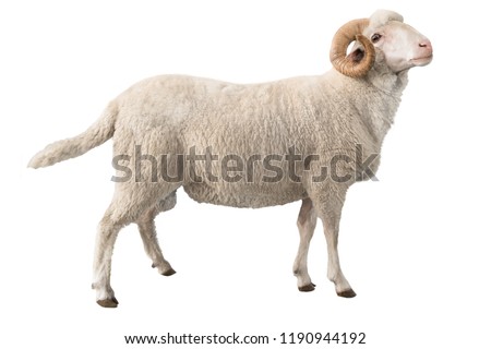 white ram isolated on white background