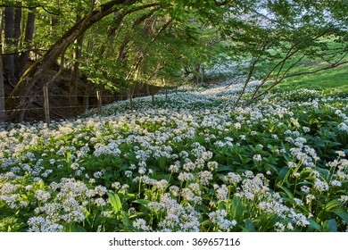 White Ramsons or Fools Garlic in flower - Shutterstock ID 369657116