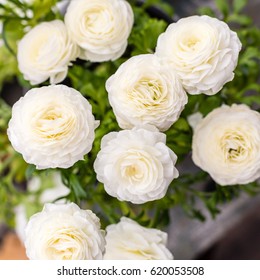 White Ranunculus