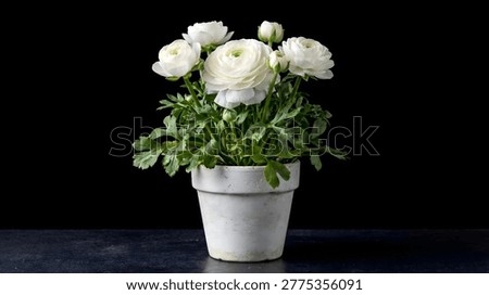 White ranunculus flowers in a rustic pot on dark background