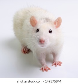 White Rat