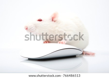 White rat albinos with computer mouse