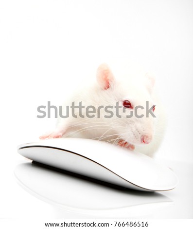 White rat albinos with computer mouse