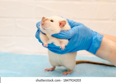 White rat dumbo siam at a veterinarian doctor appointment with hands in blue gloves, examination of rat with hands