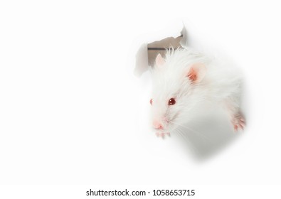 White rat head white background