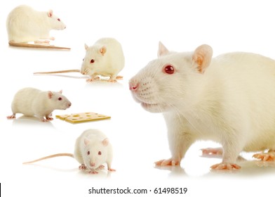 white rat isolated  collage