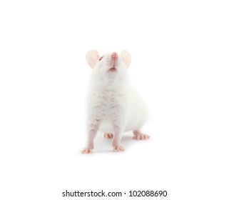 white rat isolated on white background