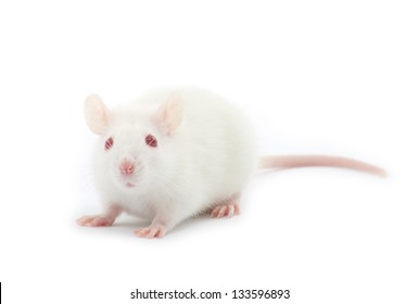 white rat isolated on white background