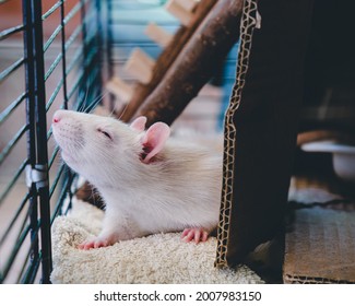 White Rat Living In The House