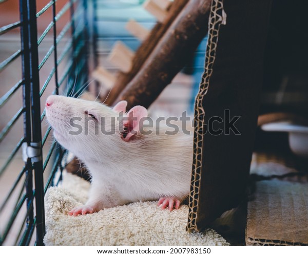 White rat living in the\
house