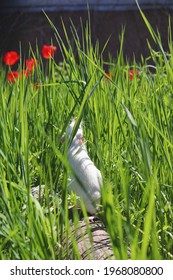 white rat in nature pulls up its muzzle against a background of green grass