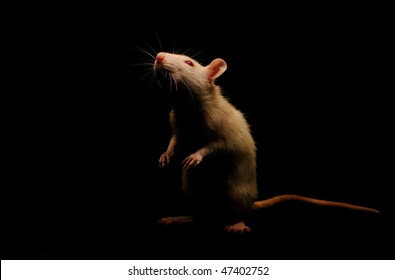 White rat on a black background. The photo was taken in a low key.