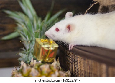 White rat with pineapple. Small pet and vitamins. gourmet.