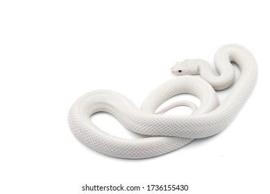 White rat snake isolated on white background