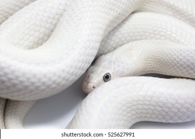 white rat snake isolated on white background