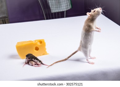 White rat standing on two legs beside cheese