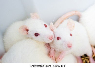 White Rats In The Lab Ready To Experiments