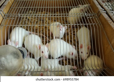 White rats in the laboratory
