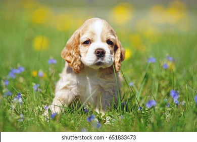 american cocker spaniel puppy