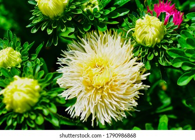 White And Red Aster Flowers In The Garden In The Greenery