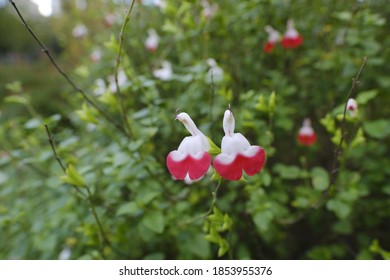 White And Red Blooms Of Salvia Jamensis Or Hot Lips Plant.